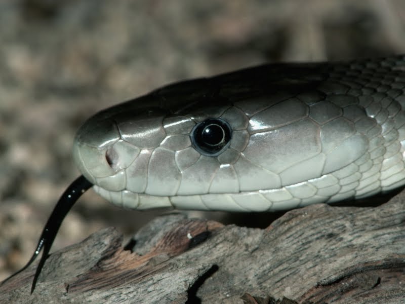 Snake Hd Wallpapers - Gray Snake With Black Tongue , HD Wallpaper & Backgrounds