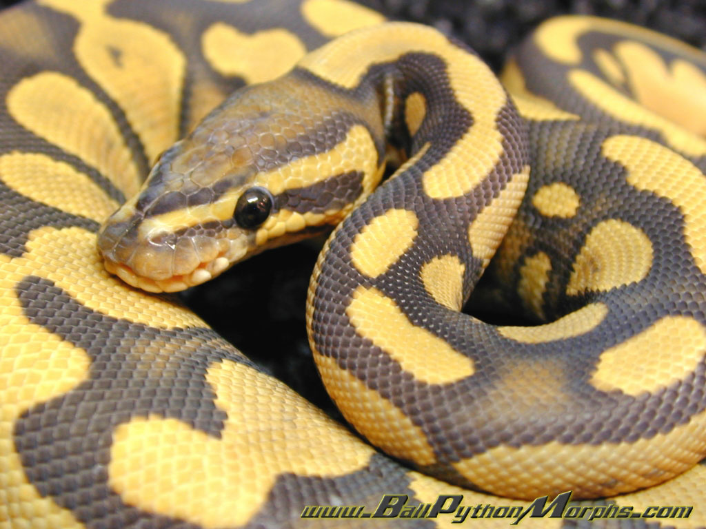 Damnit He's Right, They're Adorable - Ball Python , HD Wallpaper & Backgrounds