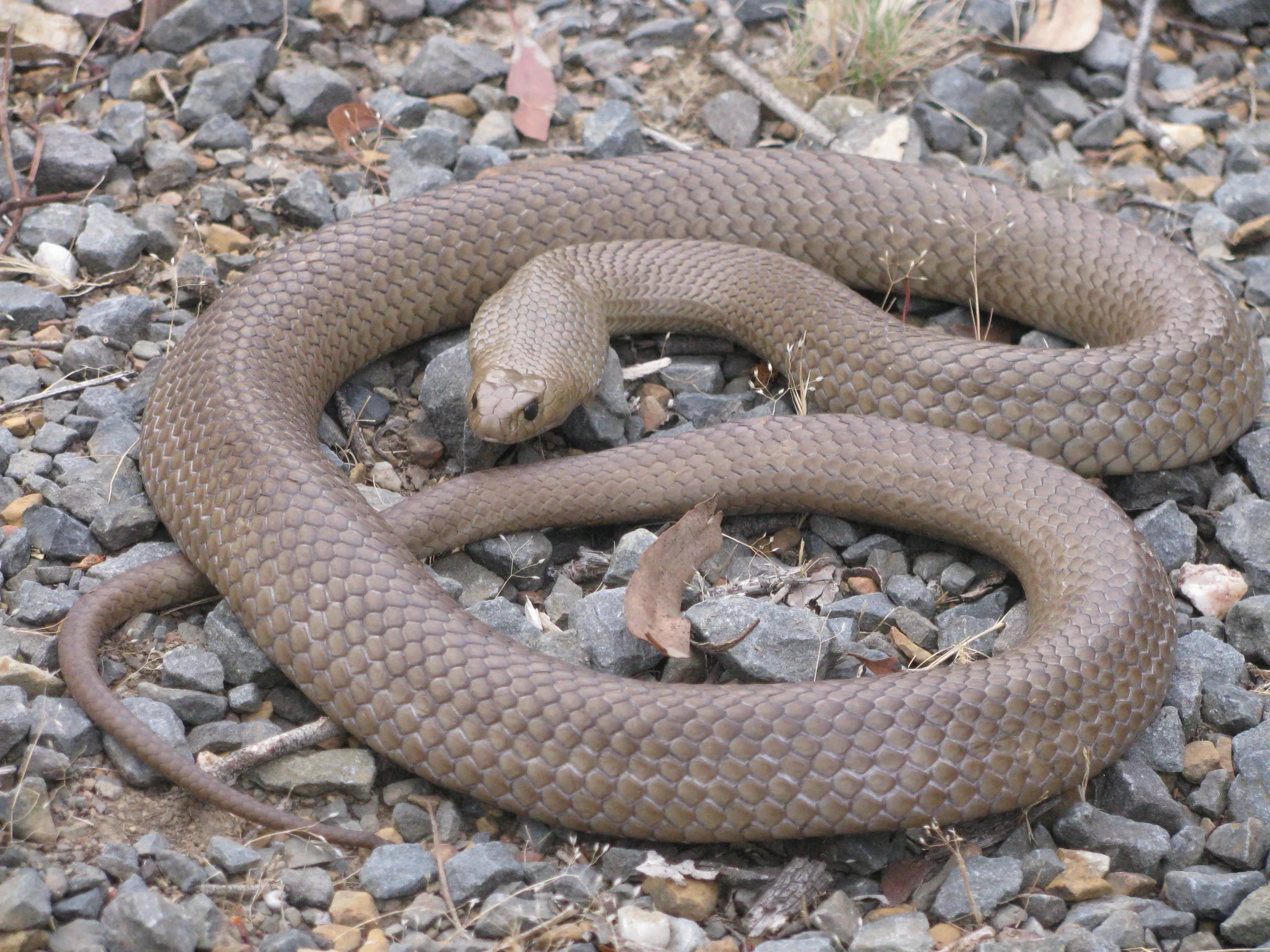 Eastern Brown Snake Hd Wallpaper , HD Wallpaper & Backgrounds