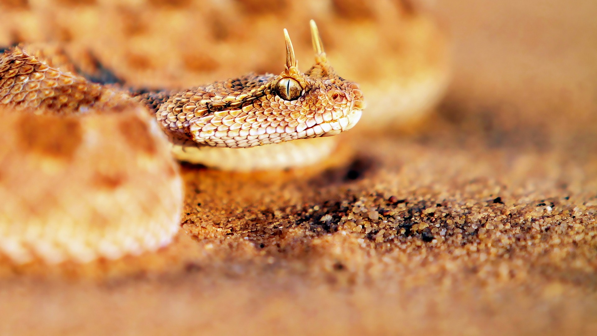 Desktop Viper Snake Hd Wallpapers Dowload - Bull Snake With Horns , HD Wallpaper & Backgrounds