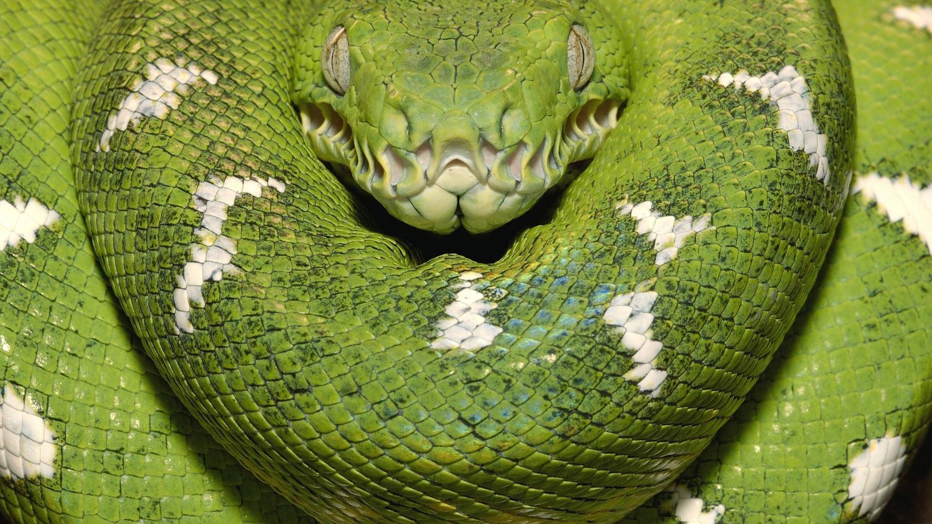Snake Hd Wallpapers - Serpientes De Cabeza Grande , HD Wallpaper & Backgrounds