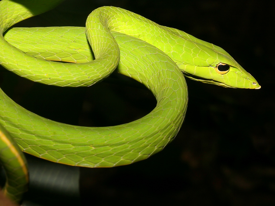 Wallpaper Ular Bergerak Terbaru - Non Venomous Green Tree Snake , HD Wallpaper & Backgrounds