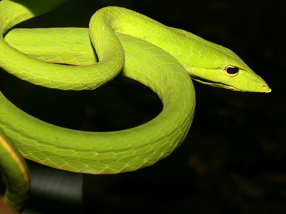 Wallpaper Ular Bergerak Terbaru - Non Venomous Green Tree Snake , HD Wallpaper & Backgrounds