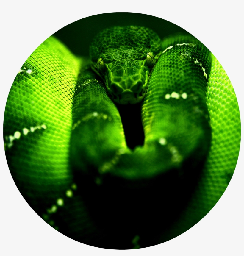 Green Snake Hd Wallpaper Free Hd For Desktop - Facebook Cover Photo Snake , HD Wallpaper & Backgrounds