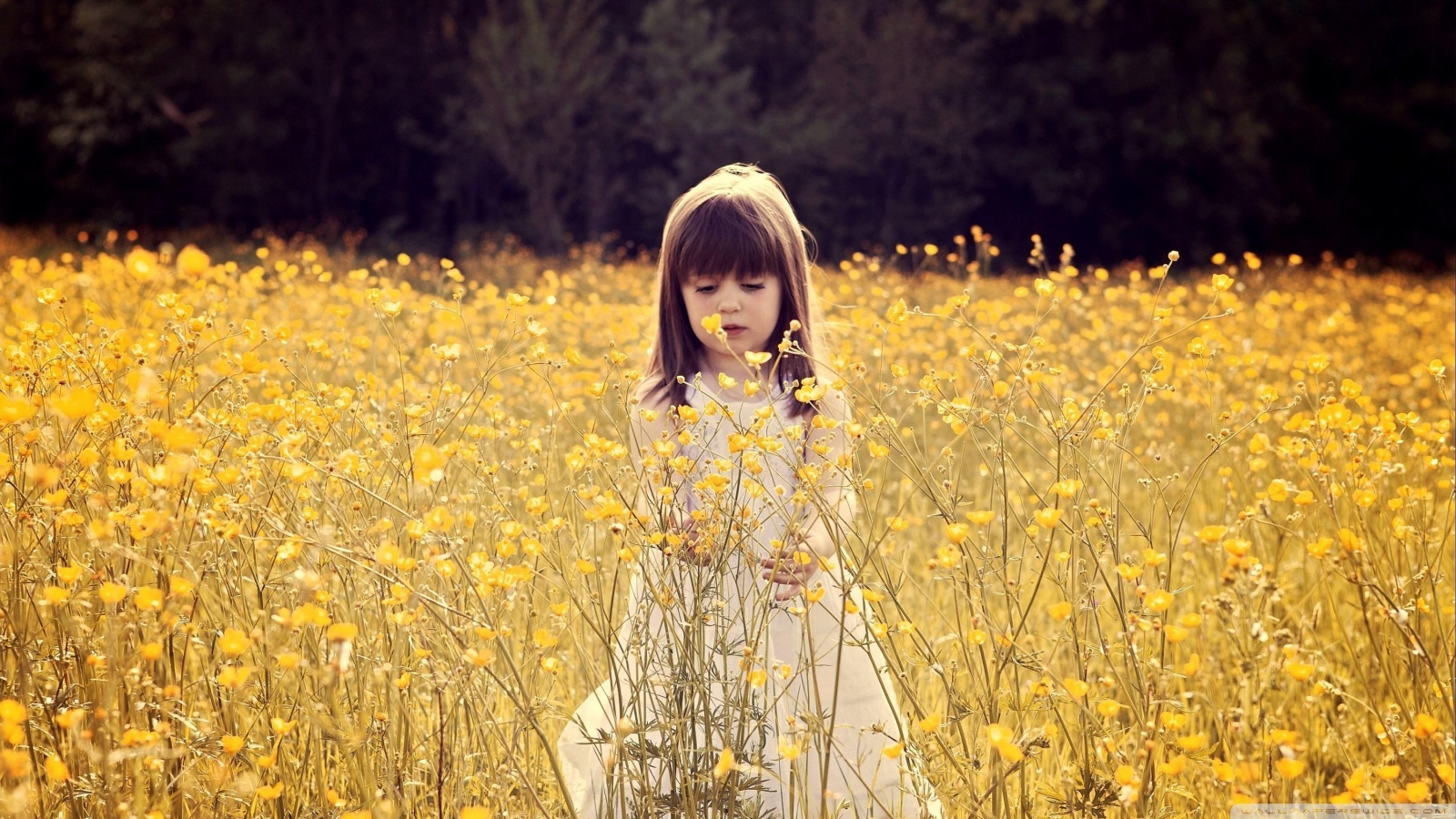 Hd 16 - - Little Girl In Flower Field , HD Wallpaper & Backgrounds