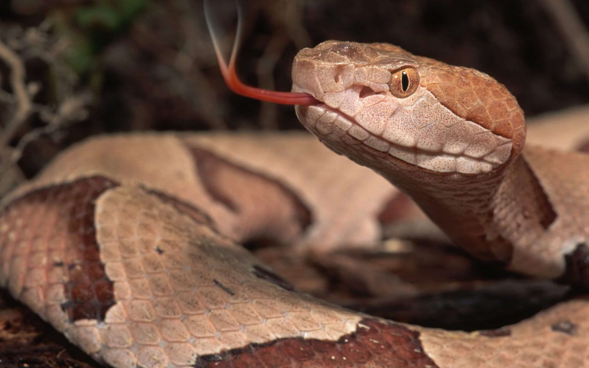 Eastern Brown Snake Hd Wallpaper - Eastern Brown Snake Hd , HD Wallpaper & Backgrounds