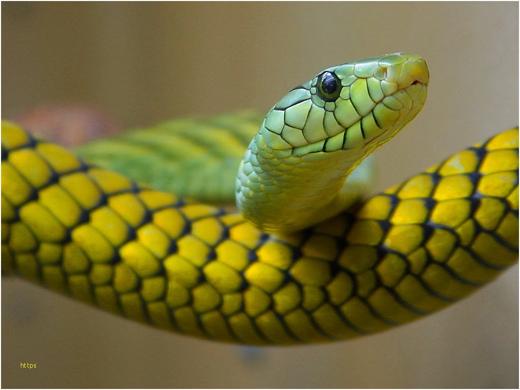 Snake Wallpaper Awesome World Best Dangerous Snake - Reptile Snake , HD Wallpaper & Backgrounds