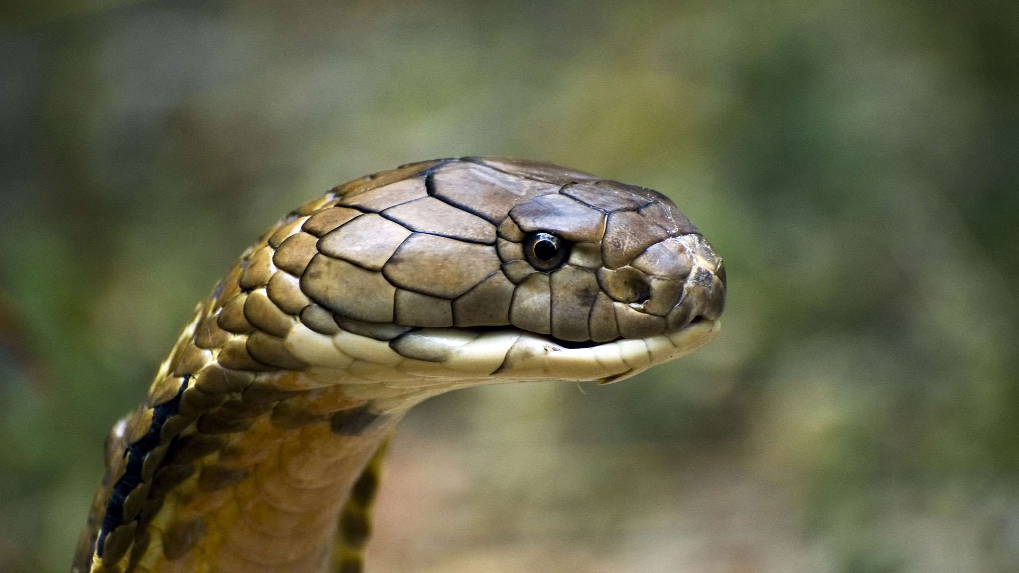 Ini Dia Cara Tidak Terduga Dalam Menyelamatkan Korban - Snake Cobra , HD Wallpaper & Backgrounds
