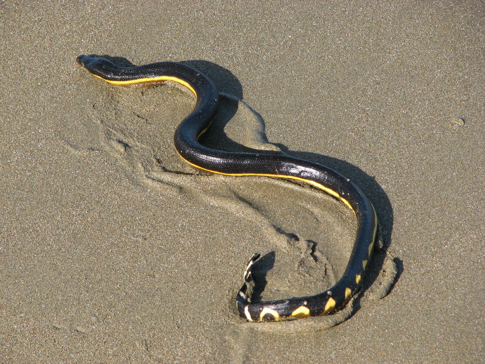 Sea Snake , HD Wallpaper & Backgrounds