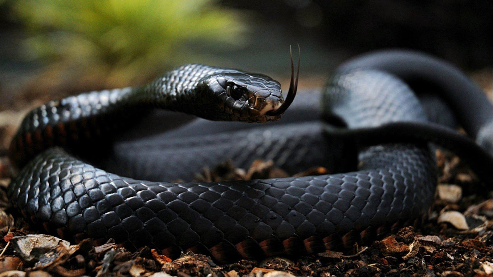 Black Mamba , Black Mamba Ditemukan Di Bagian Selatan - Black Snake , HD Wallpaper & Backgrounds