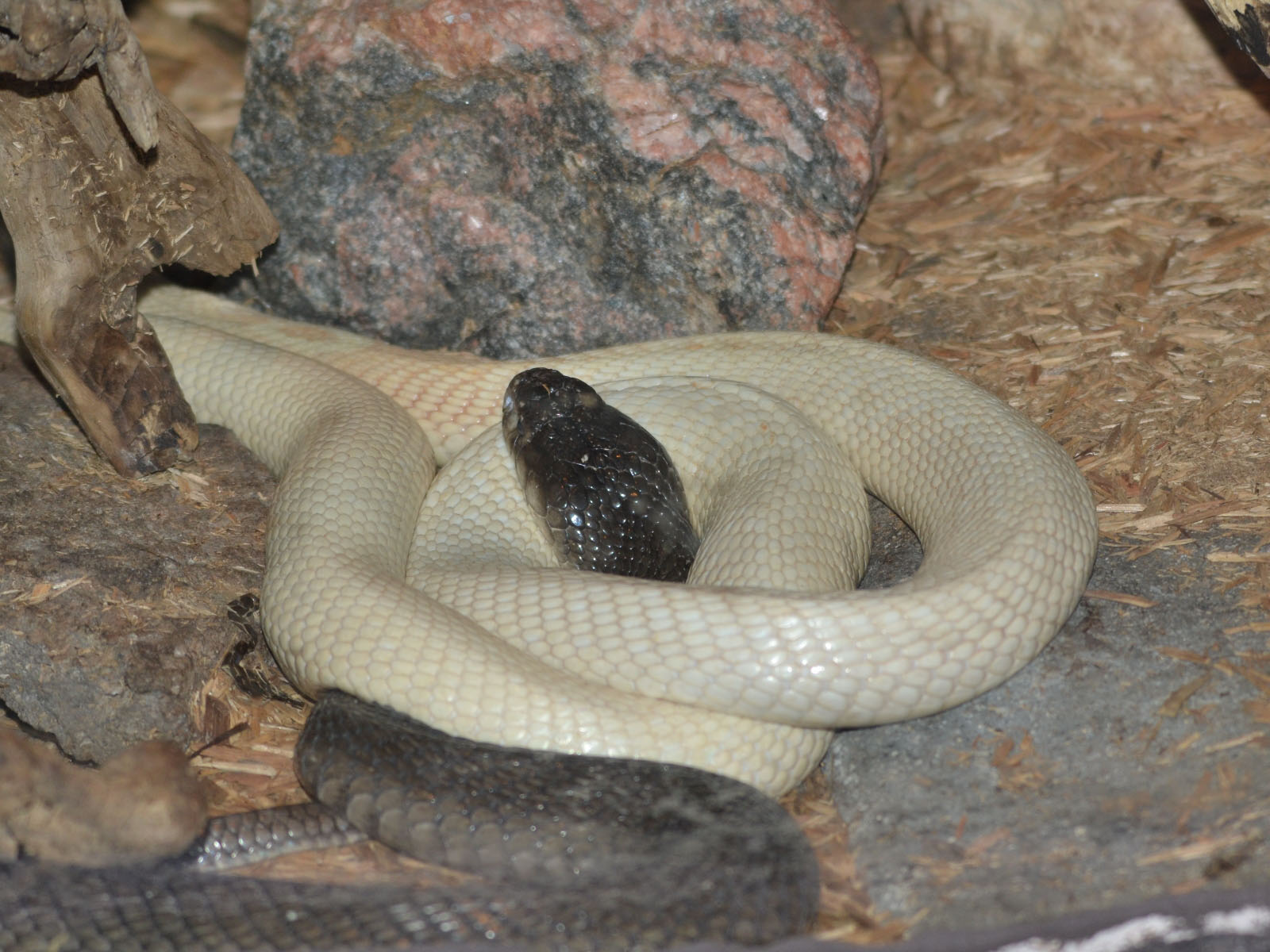 Indian Cobra - Zoo Picture Of India , HD Wallpaper & Backgrounds