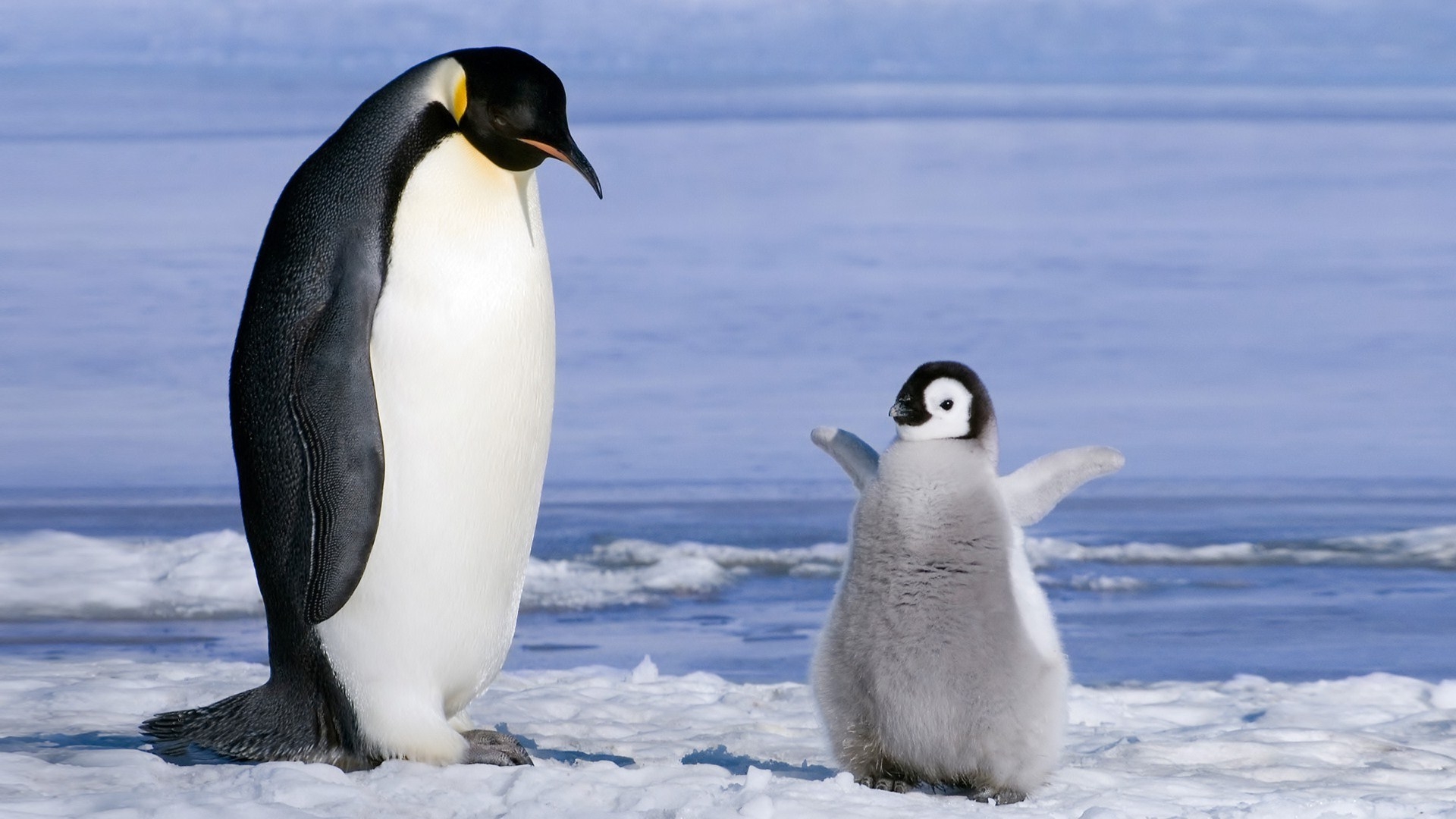Penguin Parrent And Baby Penguin Wallpapers Hd / Desktop , HD Wallpaper & Backgrounds