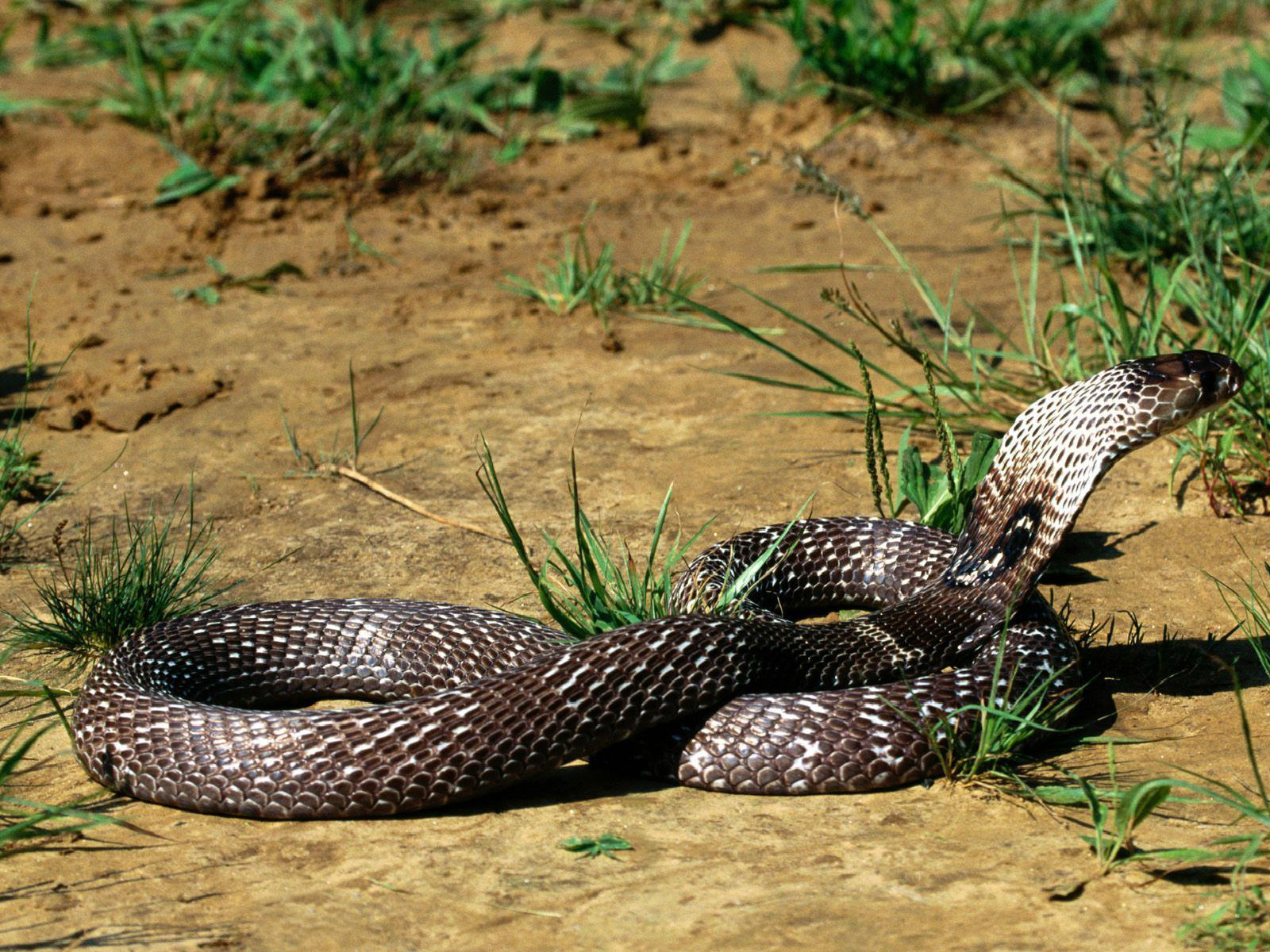 Ular 16 Wallpaper - Cobra Snake In Jungle , HD Wallpaper & Backgrounds