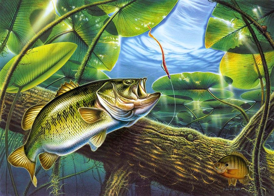 Fish R About Fish Wallpaper Blog For You And Usa Public - Bass And Lily Pads , HD Wallpaper & Backgrounds