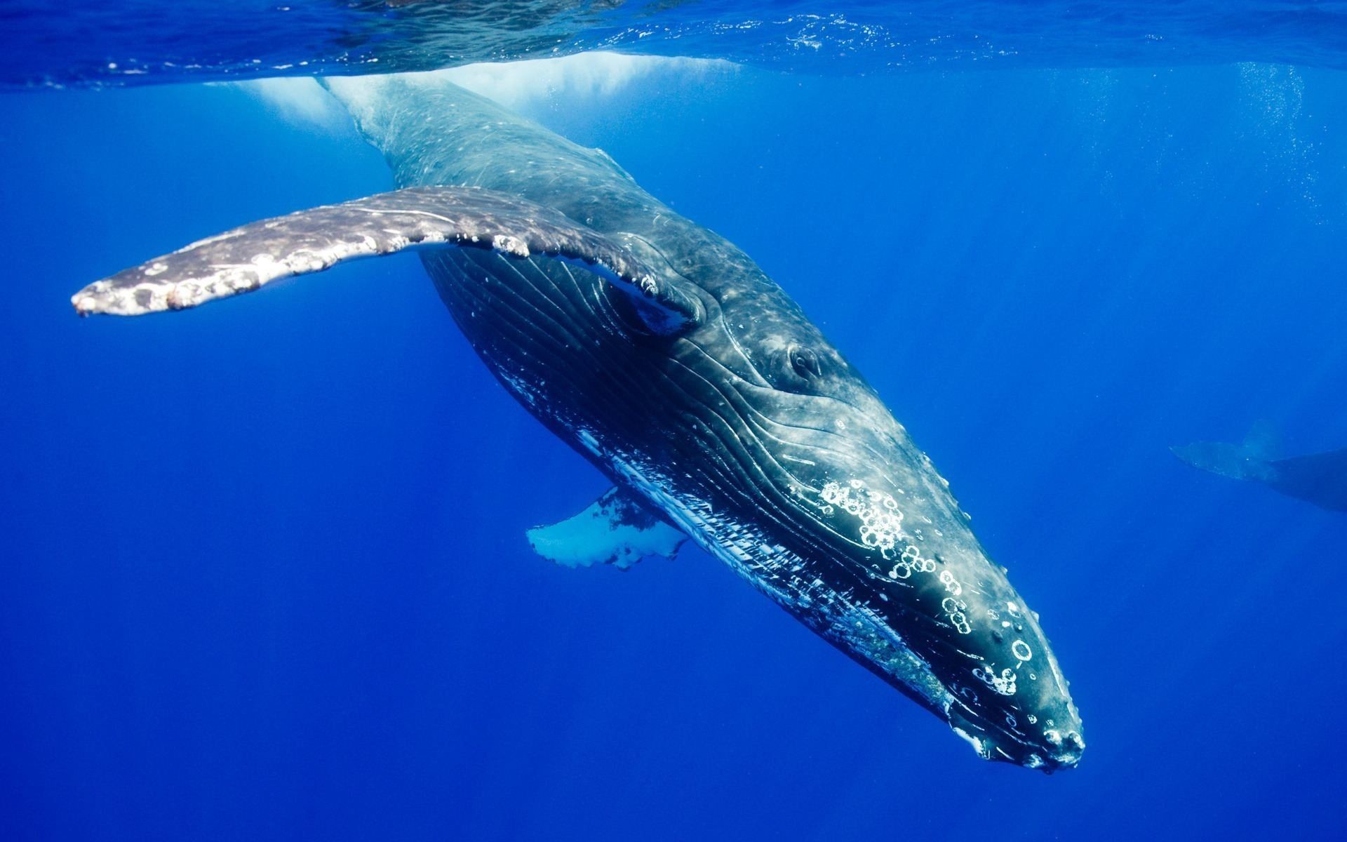 Best Hd Whale Wallpaper - Marine Biome Blue Whale , HD Wallpaper & Backgrounds
