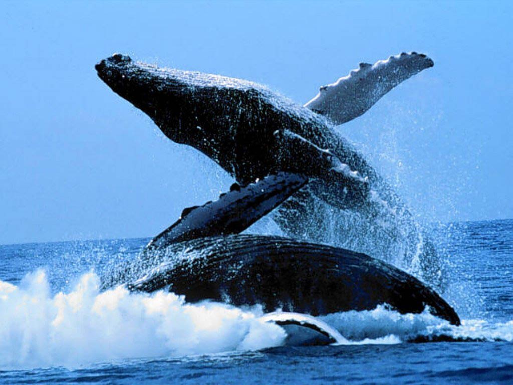 Free Blue Whale Desktop Wallpaper Wallpapers Desktop - Real Image Of Blue Whale , HD Wallpaper & Backgrounds