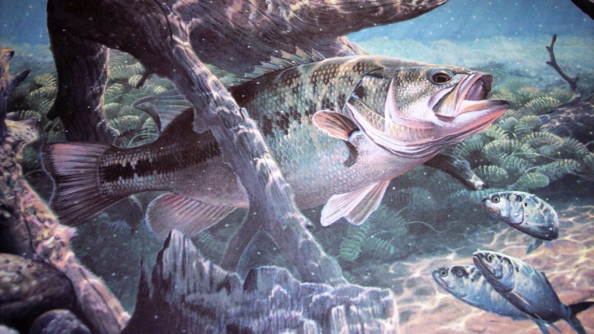 Bass Fishing Wallpaper - Bass Fishing , HD Wallpaper & Backgrounds