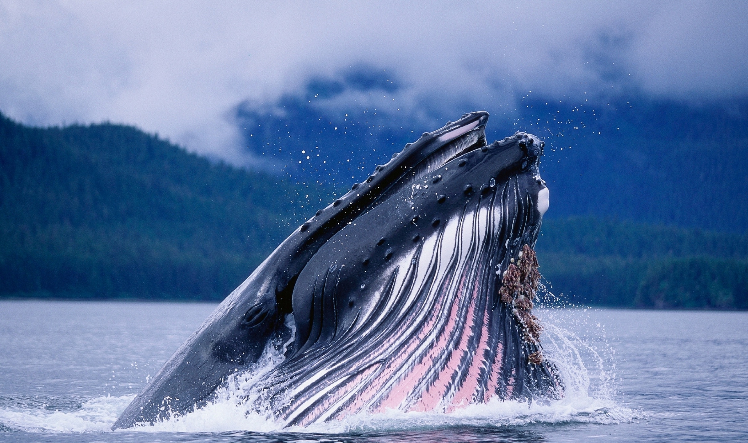 Blue Whale , HD Wallpaper & Backgrounds