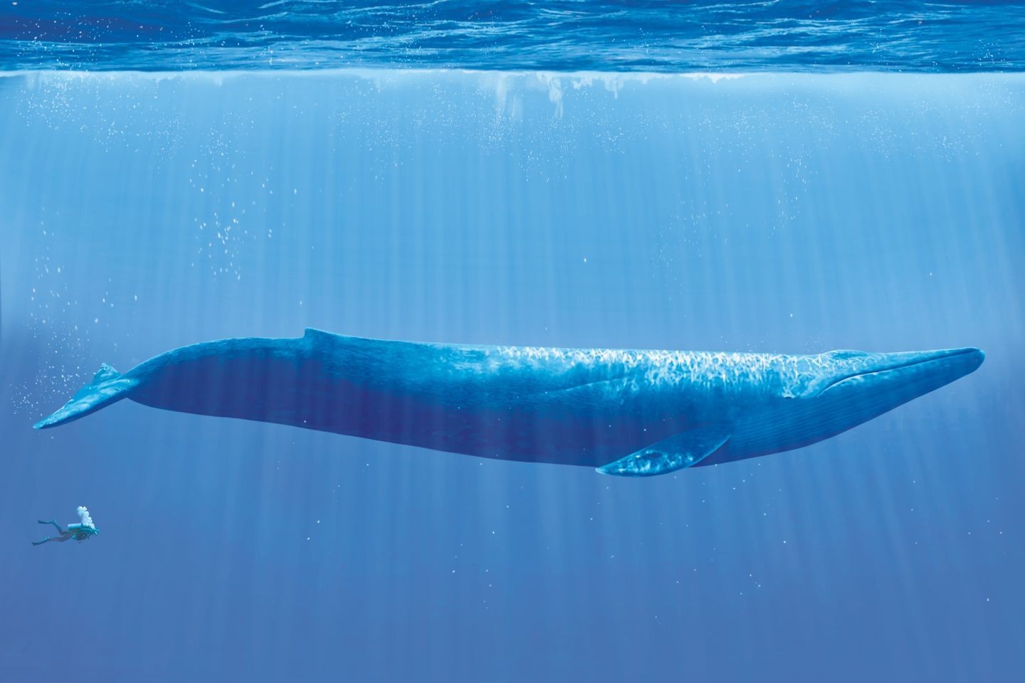 More Wallpaper Collections - Blue Whale Diver , HD Wallpaper & Backgrounds