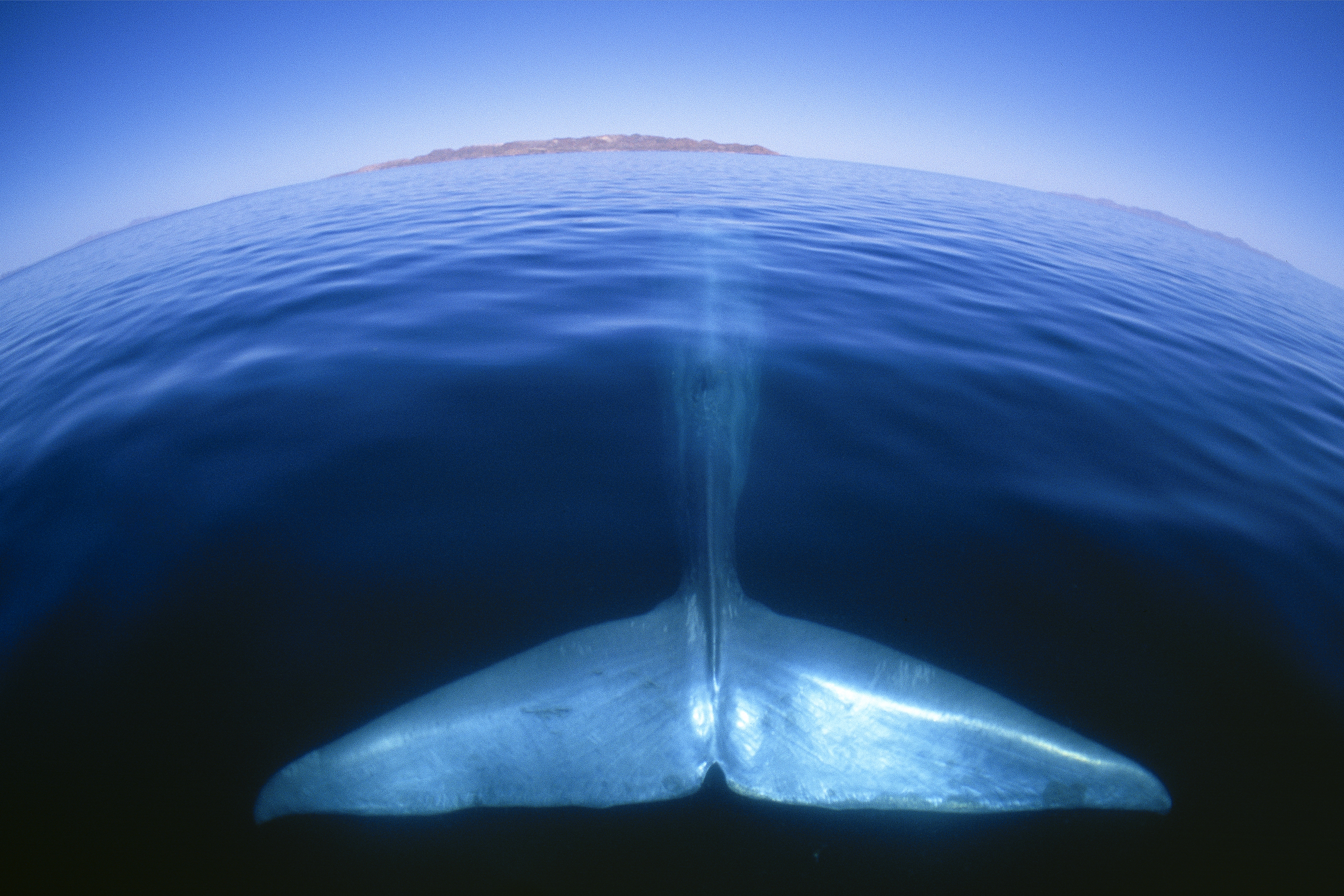 Blue Whale Wallpaper , HD Wallpaper & Backgrounds