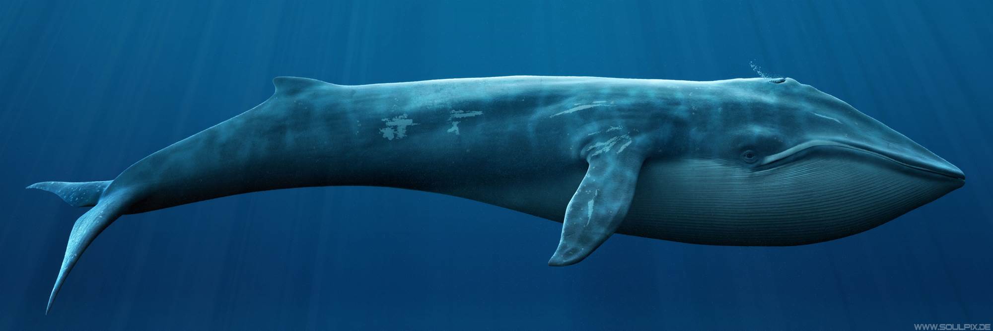 Blue Whale Hd Desktop Background Wallpapers - Blue Whale Hd , HD Wallpaper & Backgrounds