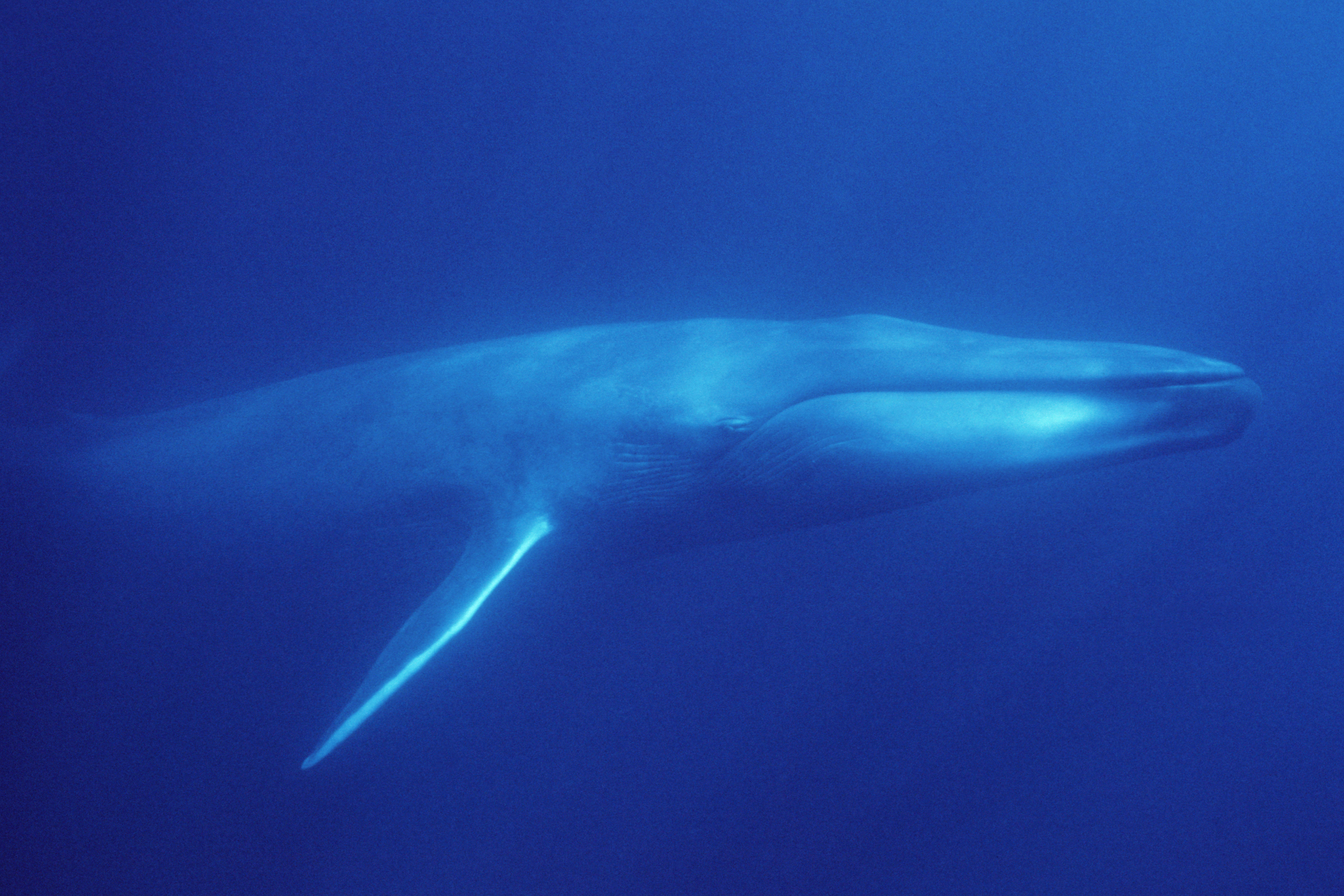 High Quality Blue Whale Wallpaper , HD Wallpaper & Backgrounds