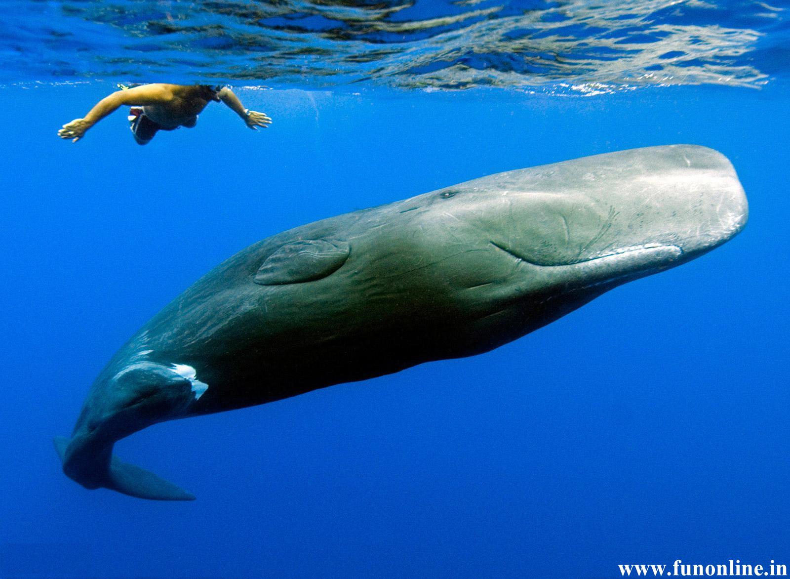 Baby Blue Whales Underwater - Sperm Whale New Zealand , HD Wallpaper & Backgrounds
