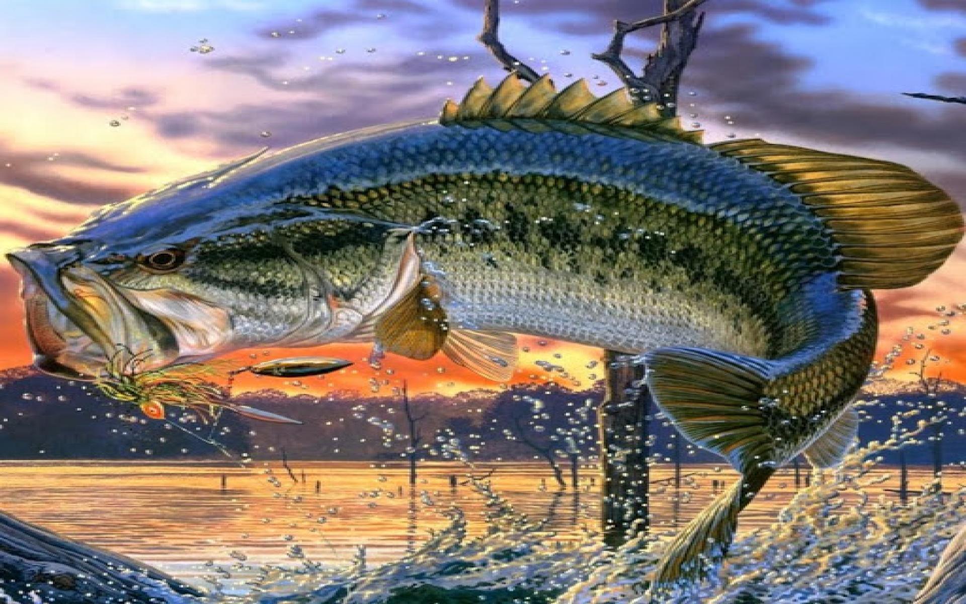 Largemouth Bass Fishing Wallpaper-t4hg9sj - Bass Fishing Screen Saver , HD Wallpaper & Backgrounds