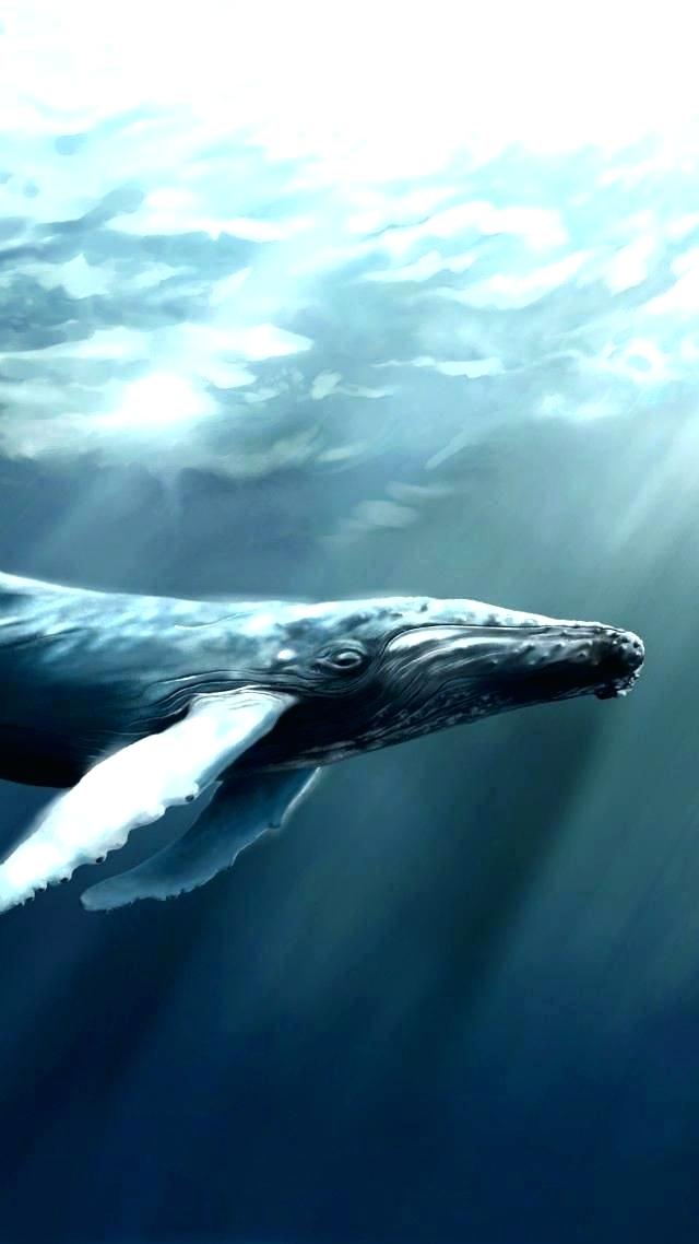 Whale Wallpaper Blue Whale Wallpaper Big Underwater - Whale Hd Wallpapers Best , HD Wallpaper & Backgrounds