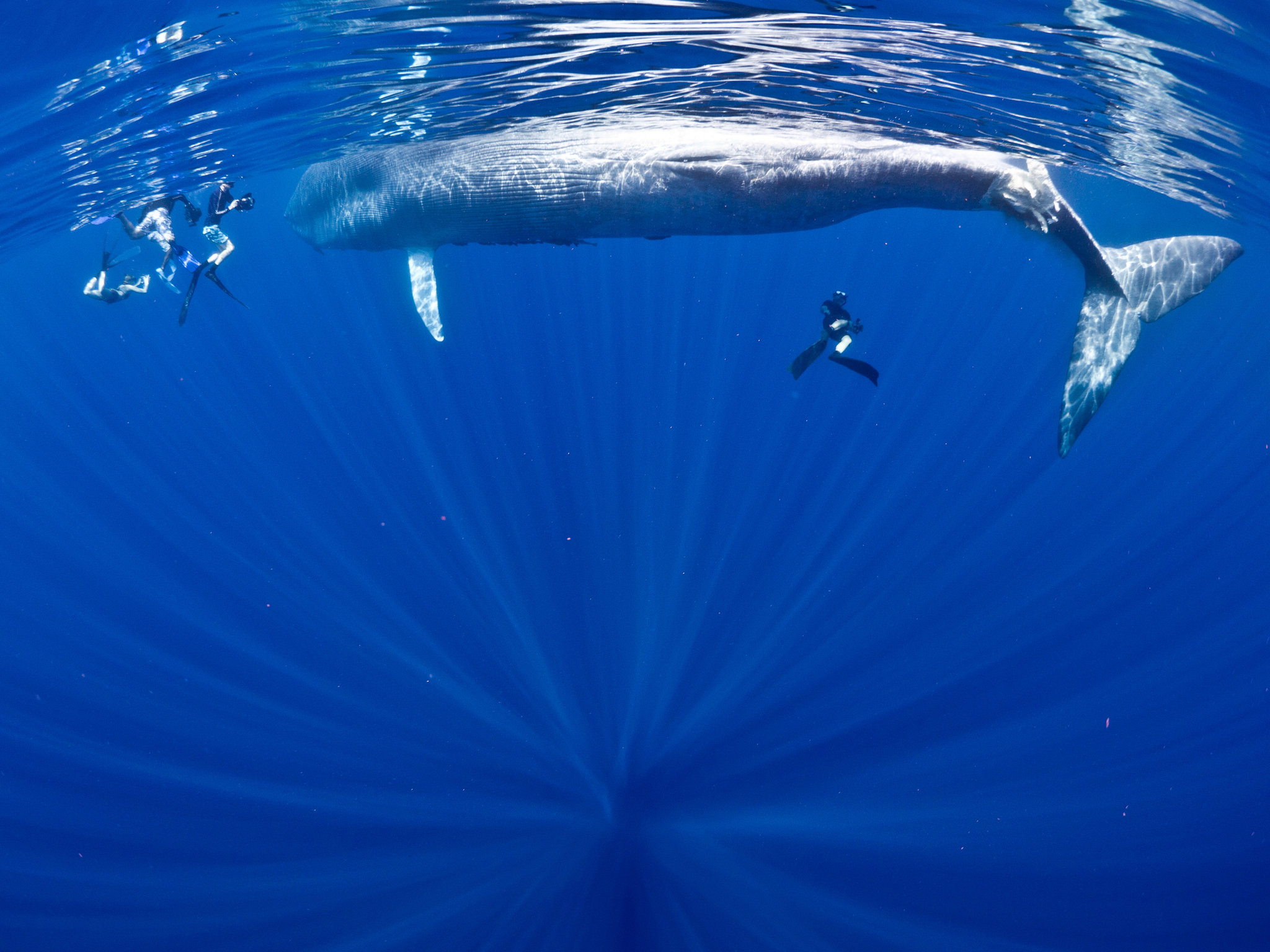 Blue - Human And Blue Whale , HD Wallpaper & Backgrounds