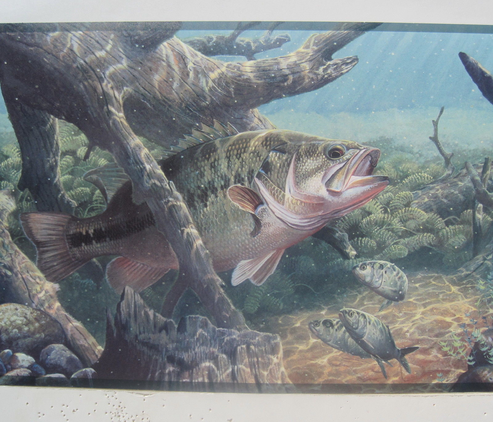 Bass Fishing Wallpaper Border - Largemouth Bass , HD Wallpaper & Backgrounds