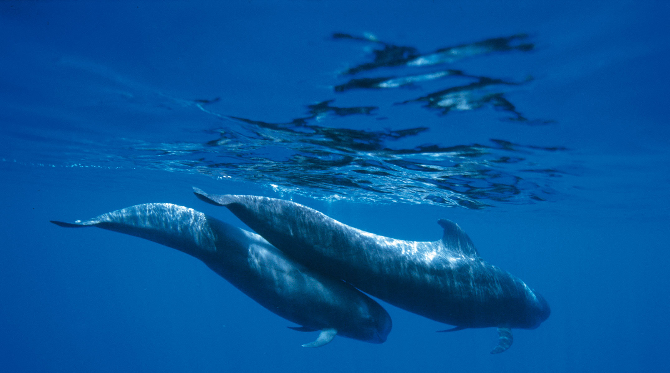 Royal Delfin Tenerife , HD Wallpaper & Backgrounds