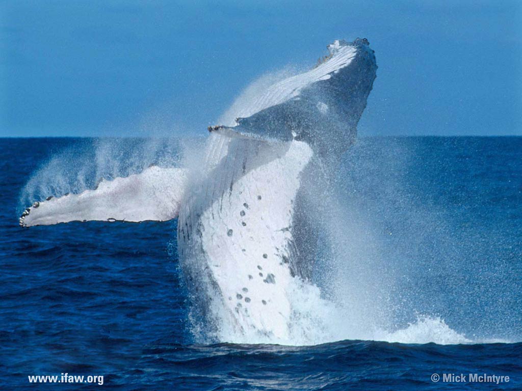 Free Blue Whale Wallpaper Download - Ifaw , HD Wallpaper & Backgrounds