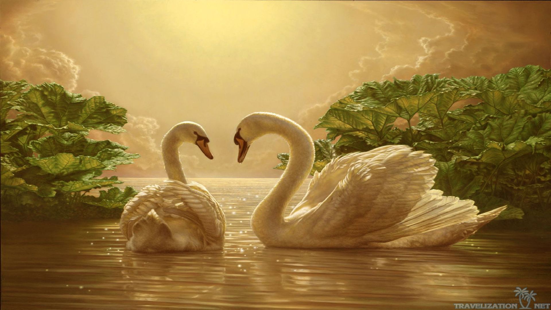 Download Beautiful Love Swan Wallpaper - Swans Love , HD Wallpaper & Backgrounds