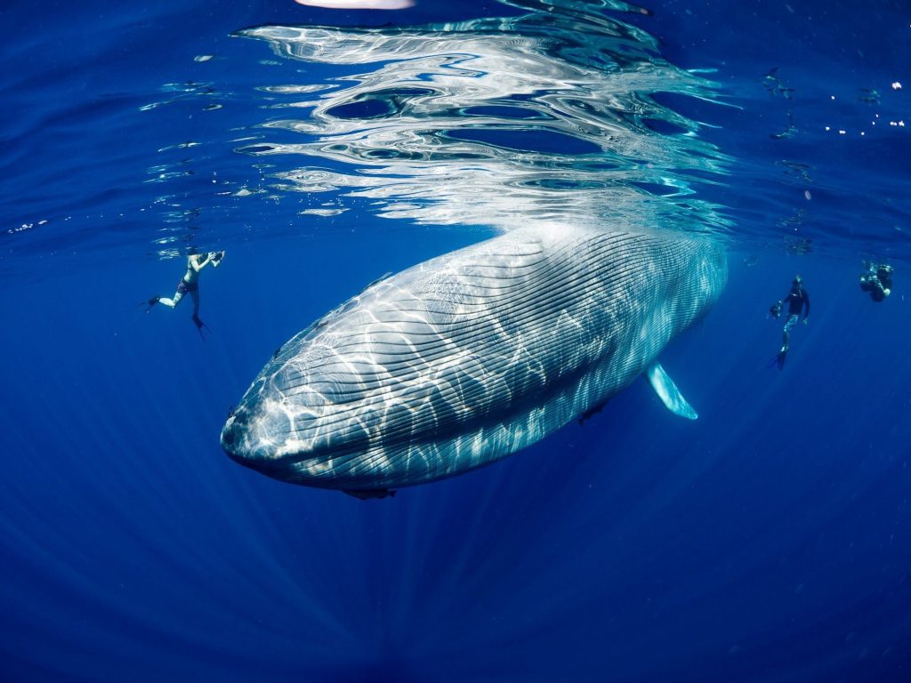Blue Whale Wallpaper Free Blue Whale Wallpaper - Blue Whale 4k , HD Wallpaper & Backgrounds