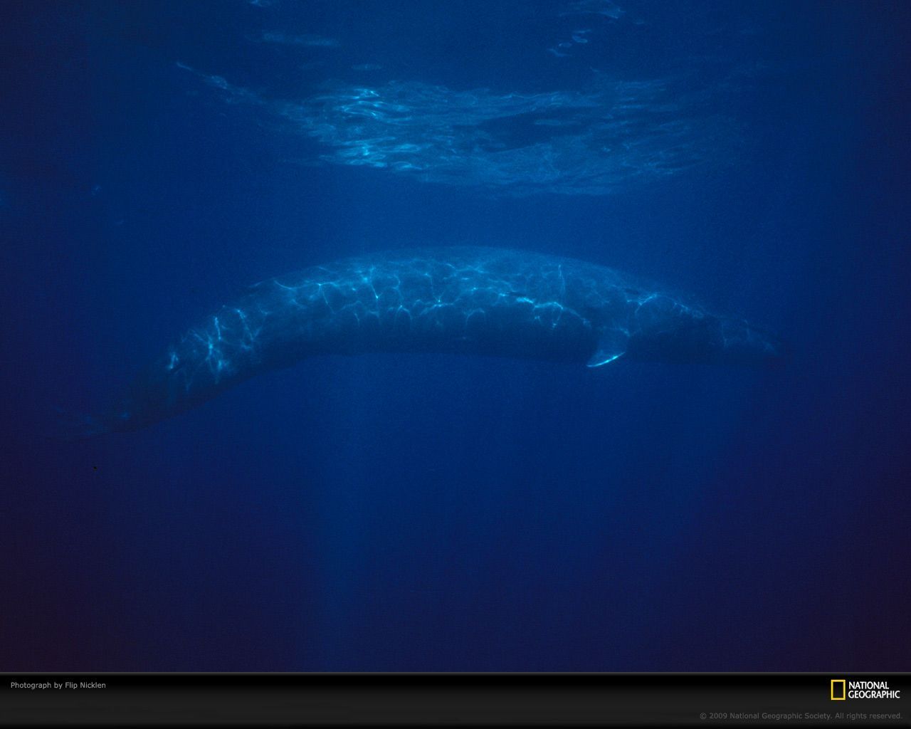 Blue Whale Picture, Blue Whale Desktop Wallpaper, Free , HD Wallpaper & Backgrounds