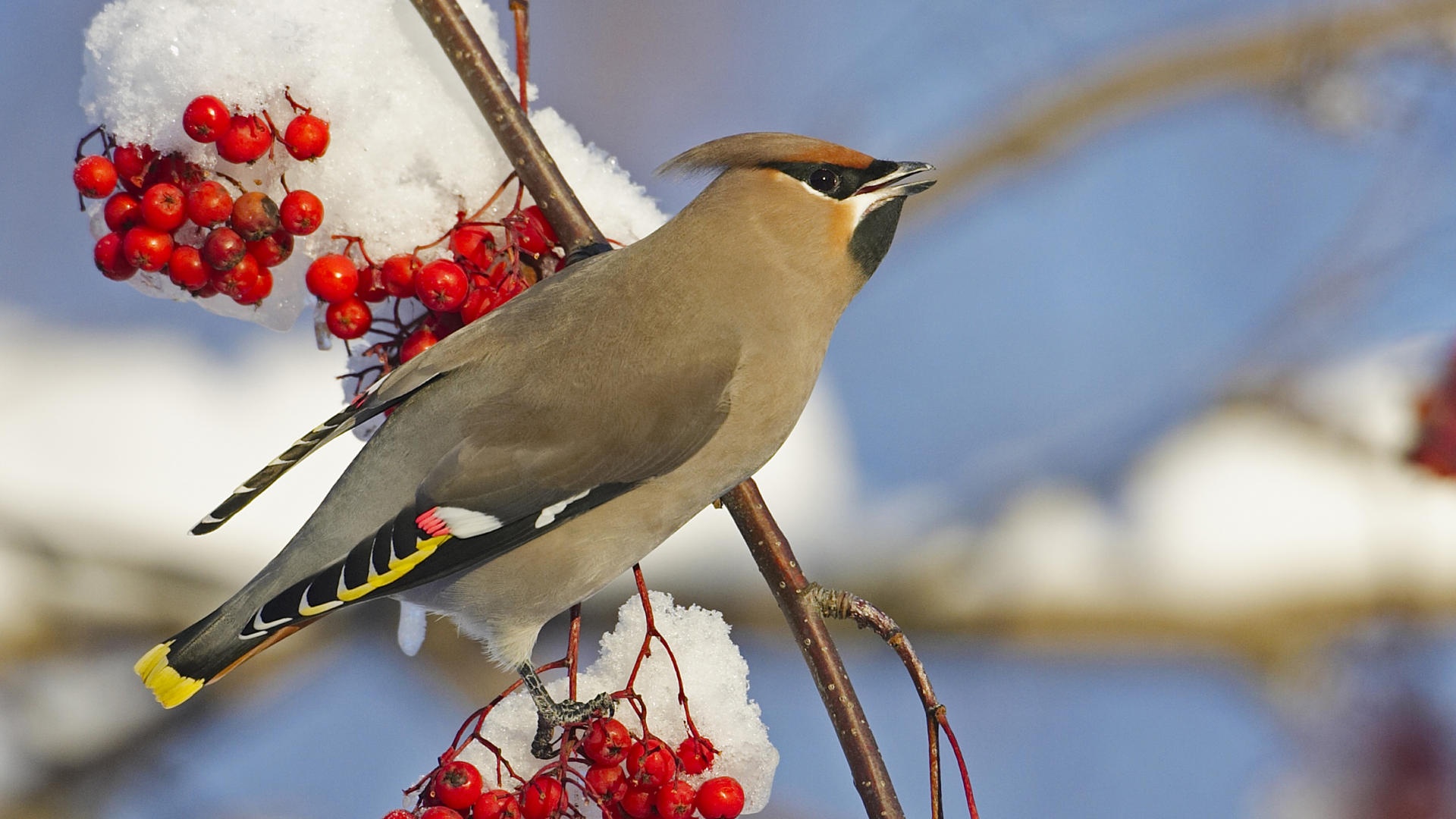 10 Beautiful Birds Full Size Hd Wallpapers - Bohemian Waxwing Bird , HD Wallpaper & Backgrounds