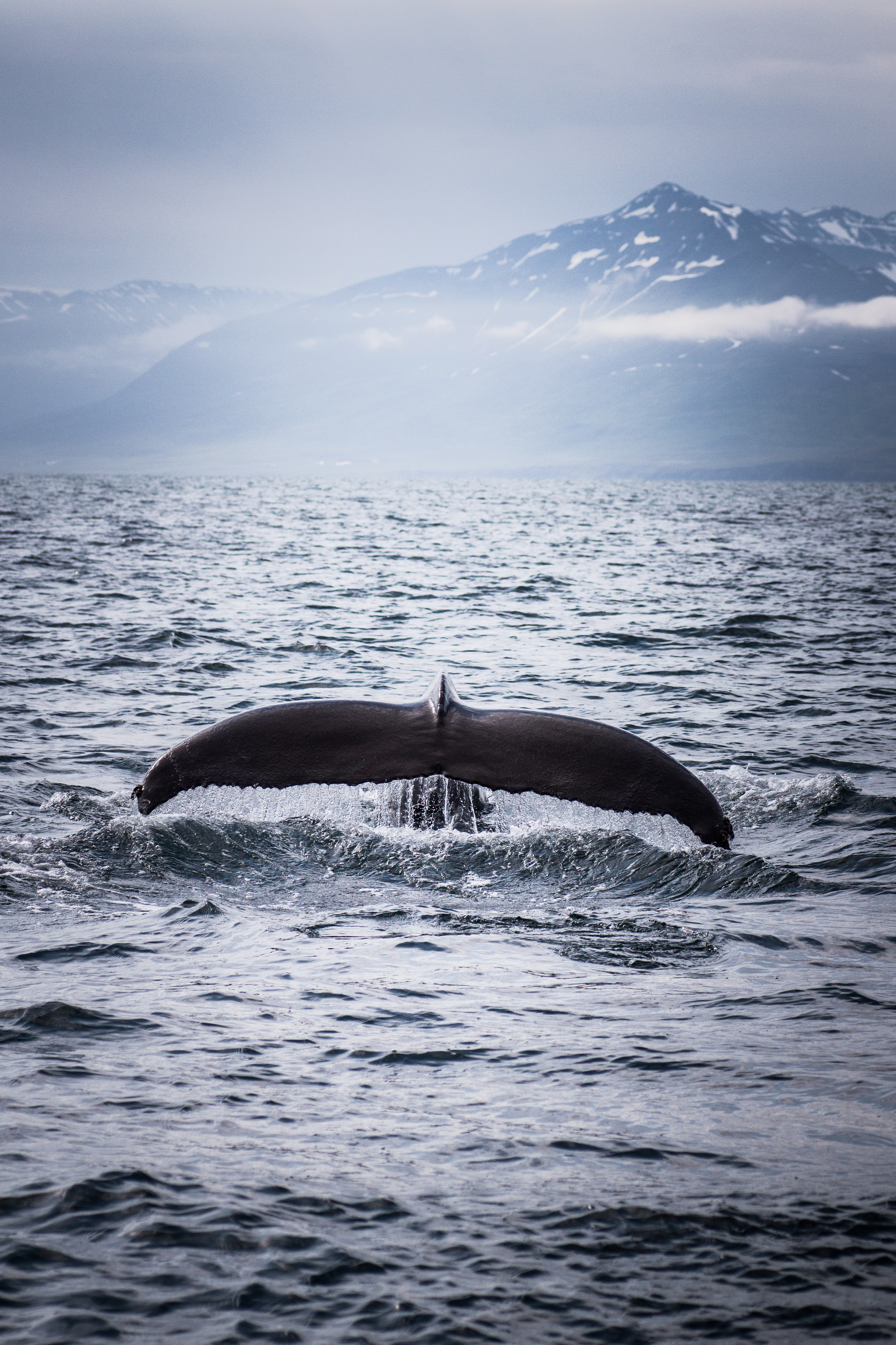 Black Blue Fishes Gray Mountains Sea Snow Water Whales - Iphone Wallpapers 4k Blue Whales , HD Wallpaper & Backgrounds