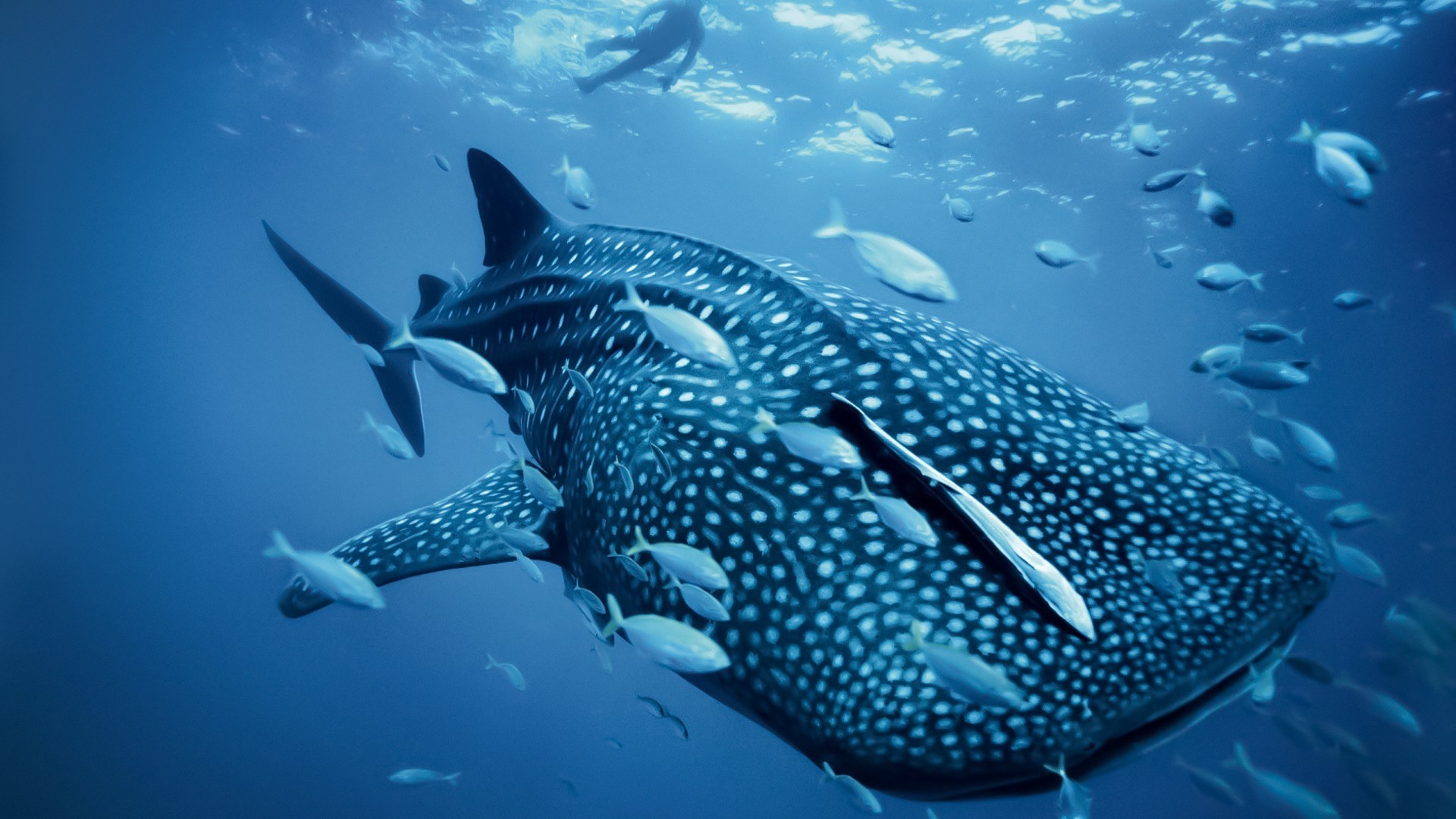 High Resolution Whale Shark , HD Wallpaper & Backgrounds