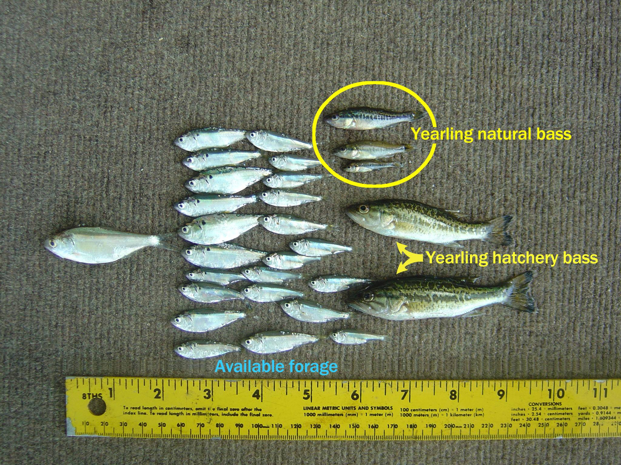 Smallmouth Bass Fishing Wallpaper - Bait Fish , HD Wallpaper & Backgrounds