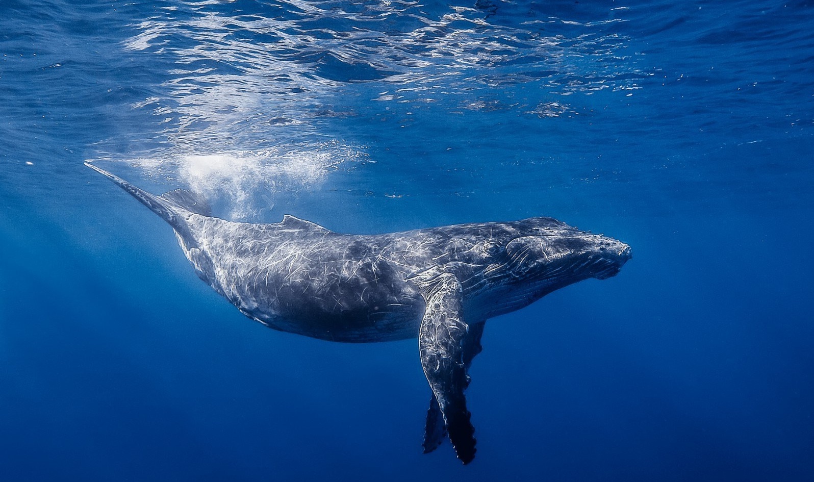 Whales , HD Wallpaper & Backgrounds