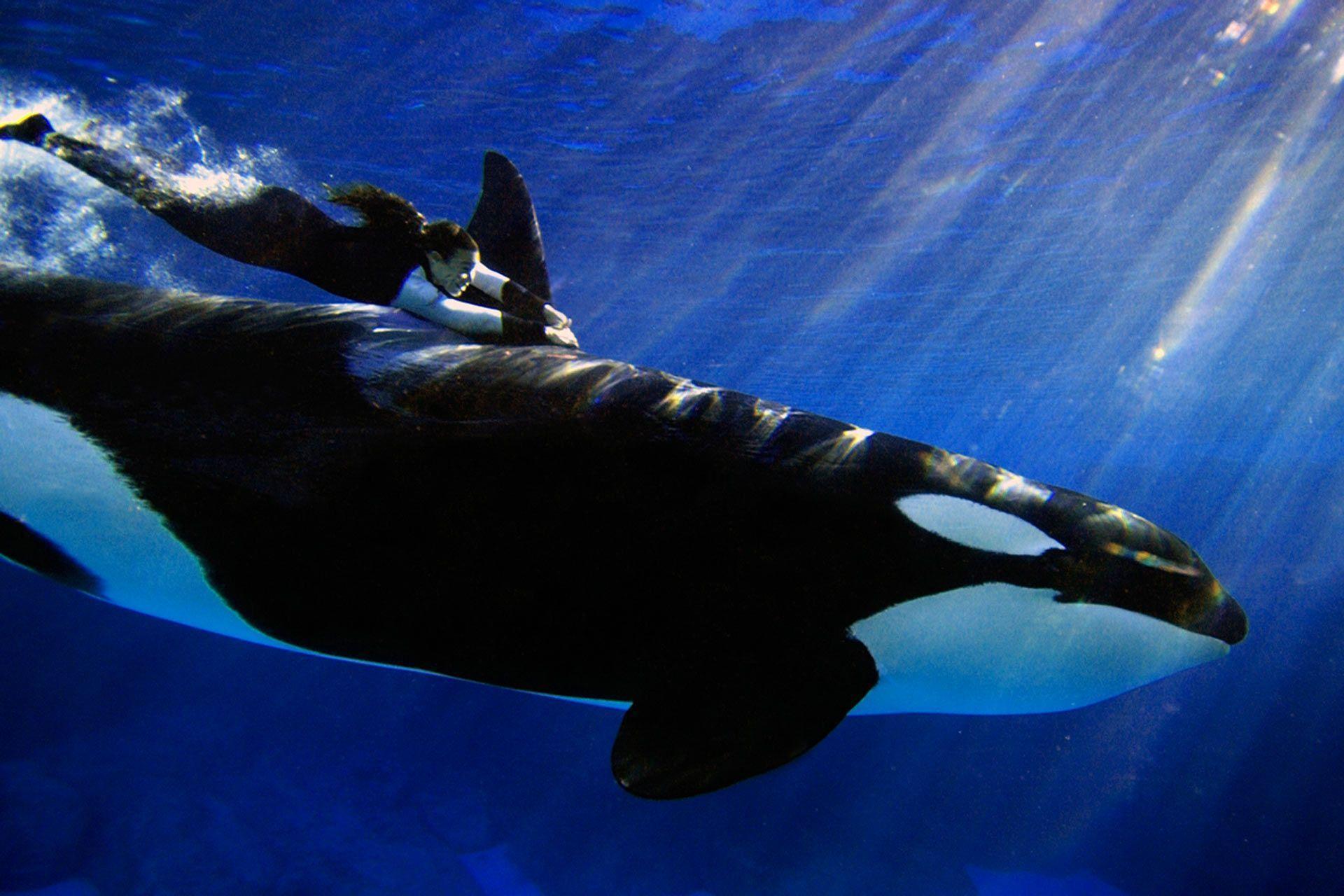 Orca Wallpapers Wallpaper Cave - Tamaño De La Orca , HD Wallpaper & Backgrounds