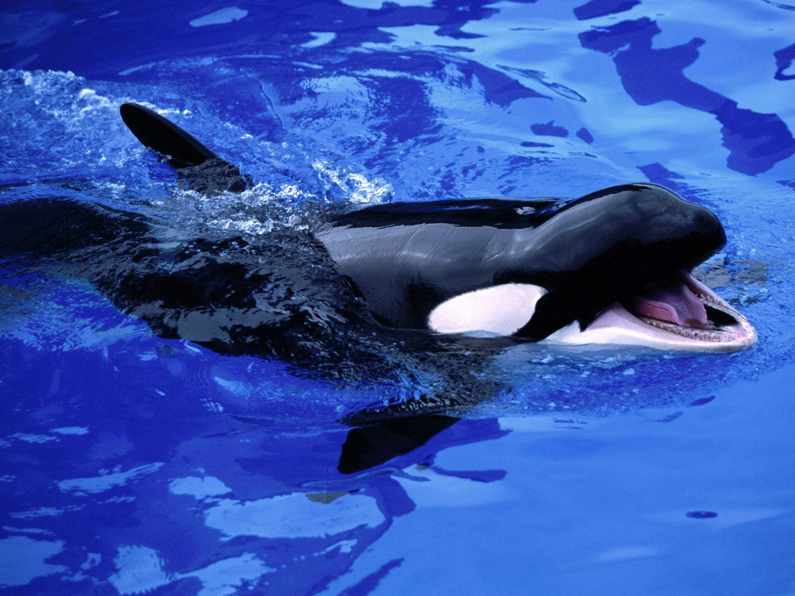 Baby Killer Whales Cute , HD Wallpaper & Backgrounds