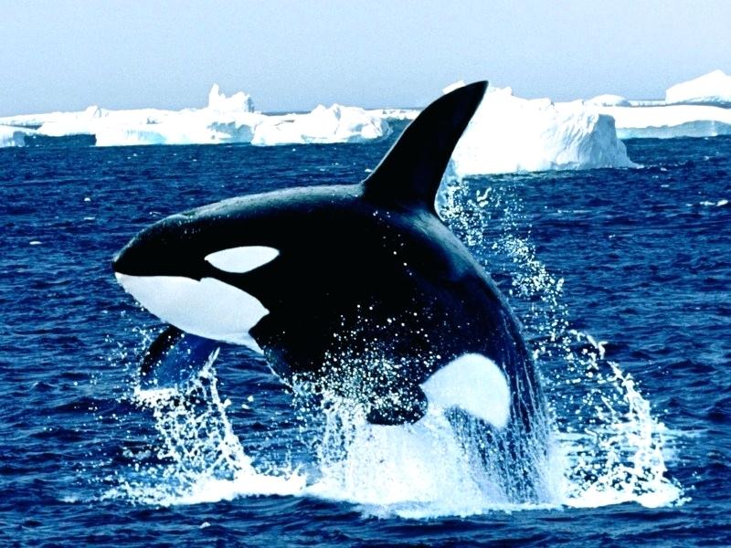 Whale Wallpaper Emerging Killer Whale Wallpaper Whale - Killer Whale , HD Wallpaper & Backgrounds