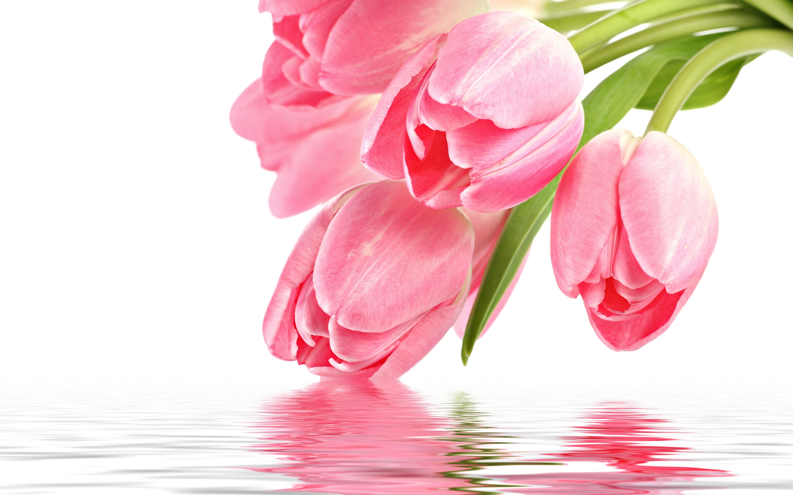 Baby Pink Tulips Wallpaper - Pink Tulips Wallpaper Desktop , HD Wallpaper & Backgrounds