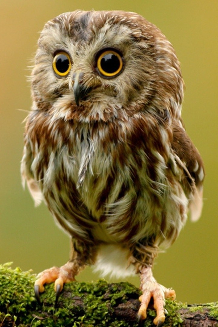 Baby Owl Wallpaper Www Pixshark Com Images Galleries - Baby Owl , HD Wallpaper & Backgrounds
