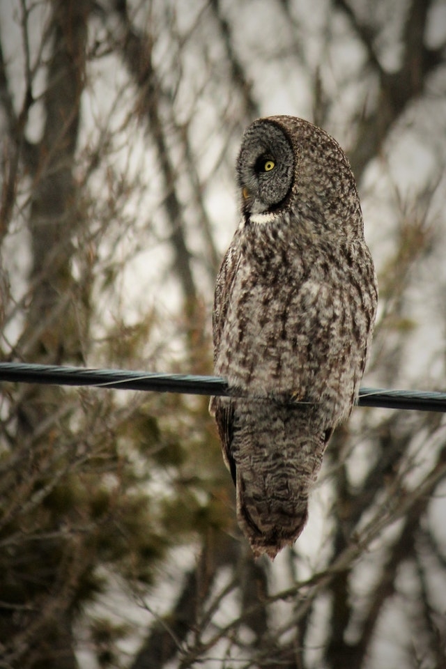 Wild Owl Wallpaper For Iphone - Great Grey Owl , HD Wallpaper & Backgrounds