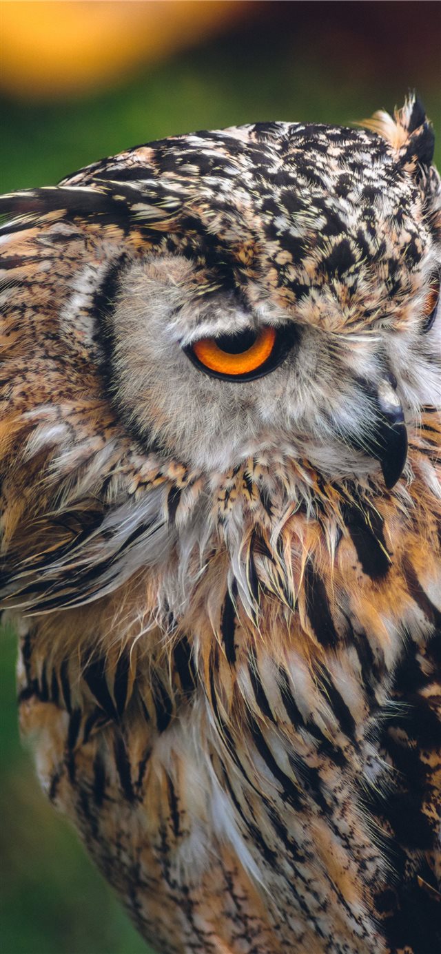 Owl Iphone X Wallpaper - Owl , HD Wallpaper & Backgrounds