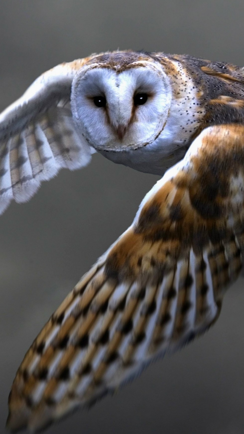 Wallpaper Owl, Barn Owl, Flying, Bird, Predator - Barn Owl Flying , HD Wallpaper & Backgrounds