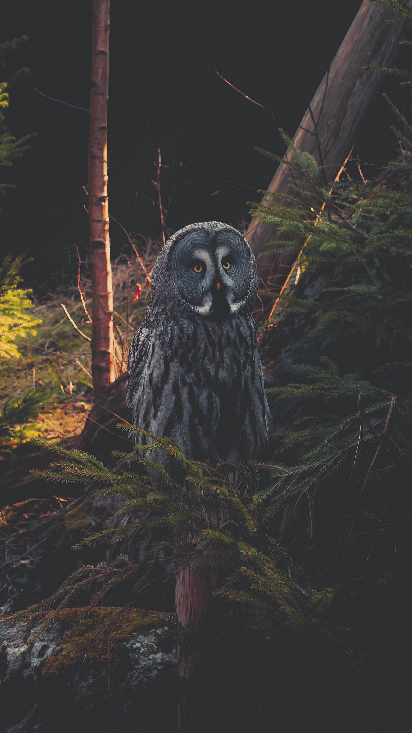 Wallpaper Great Grey Owl, Owl, Predator, Bird, Forest - Great Grey Owl Iphone , HD Wallpaper & Backgrounds